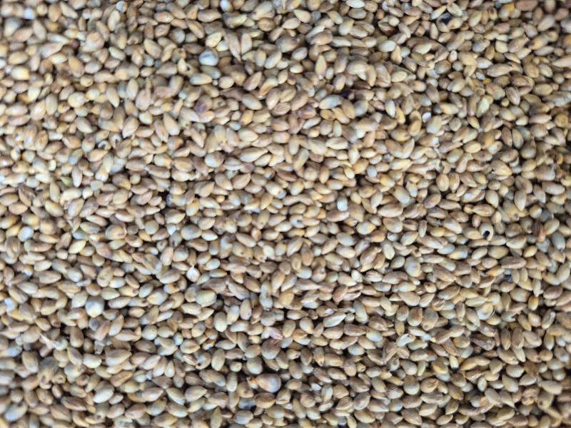 Kambu (Pearl millet traditional)