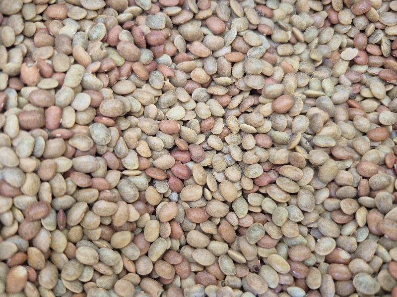 Kollu (horsegram)