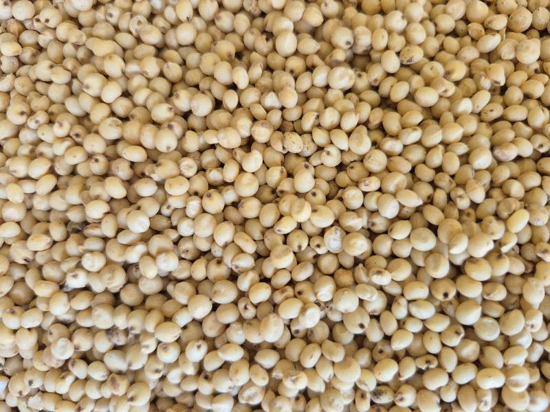 Sorghum (white)