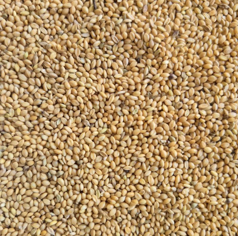 Thinai (Fox tail millet)