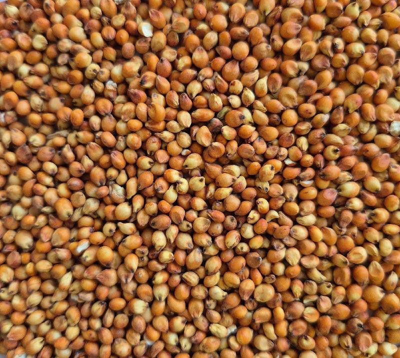 Sorghum (Red)