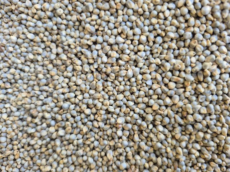 Kambu (Pearl millet IR8)