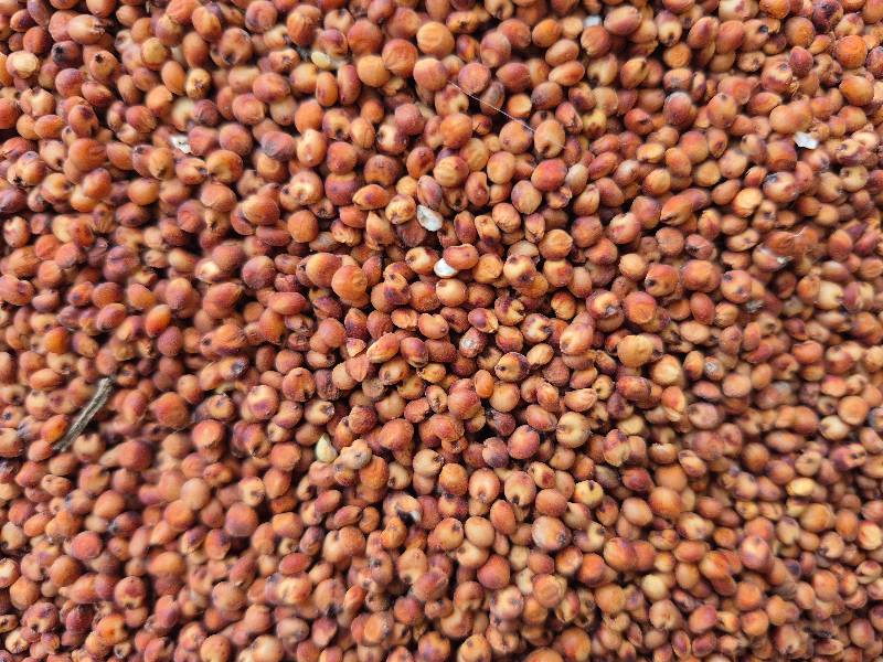 Sorghum (Red II)