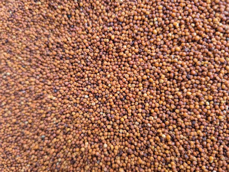 Ragi – Finger millet, Kezhvaragu | Madhura Millets